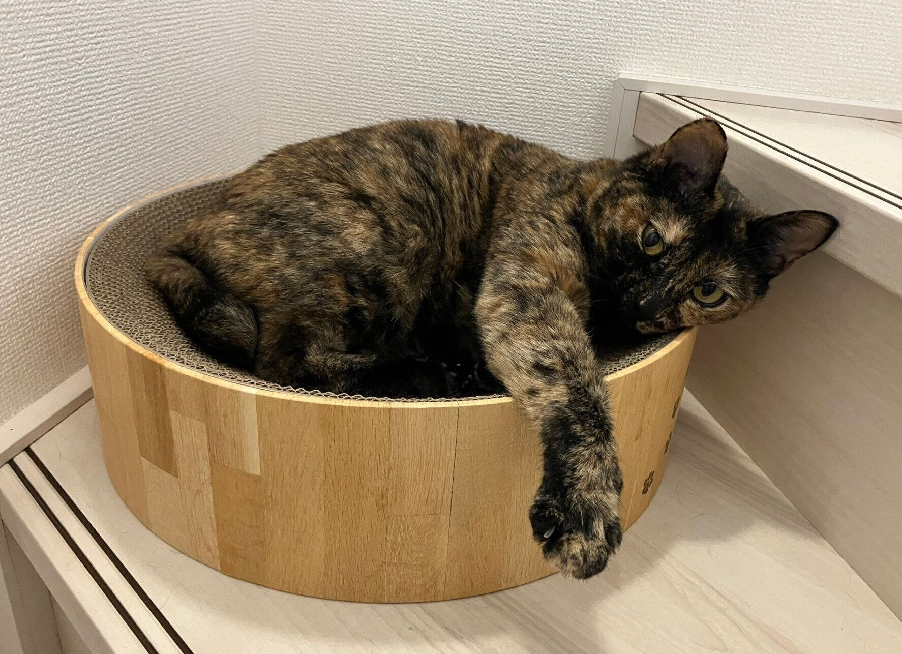 帰宅した飼い主さんを見つめるフレアちゃん。