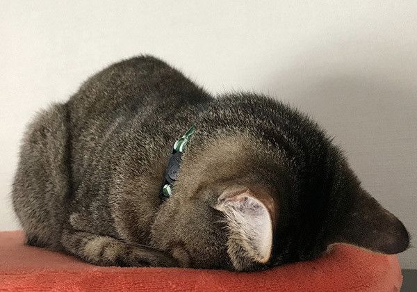 ごめん寝する猫