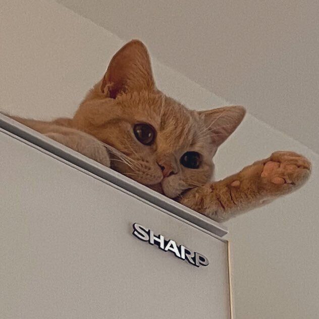 画像をアップにすると……表情がかわいすぎる