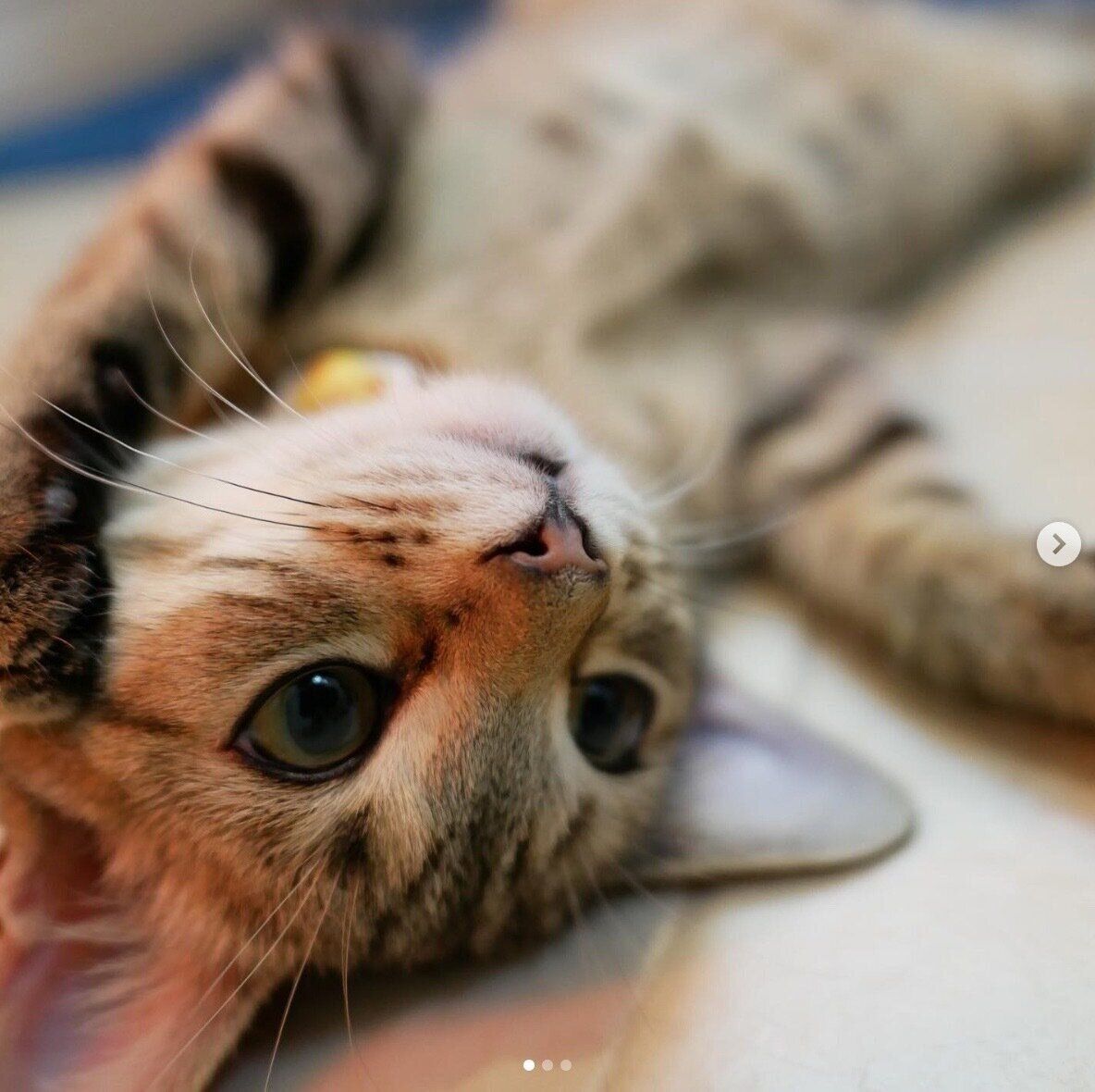 寝転がるヌイヌイちゃん