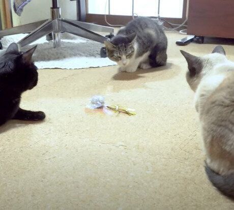 じっと見つめ続ける3匹の猫たち