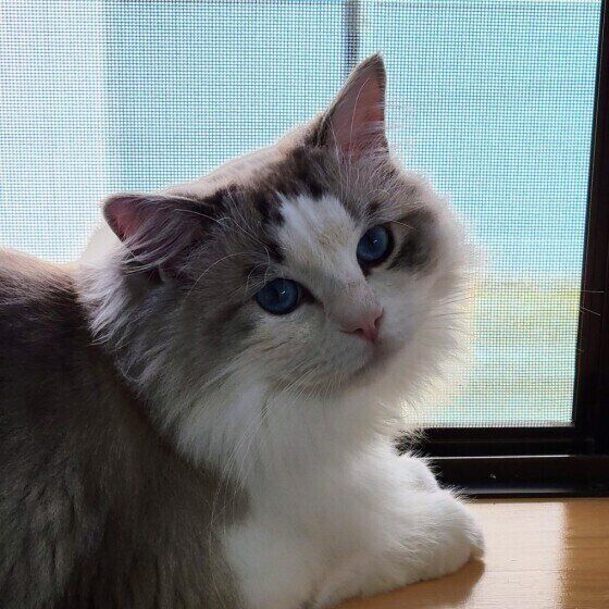 ラグドールのミーくん