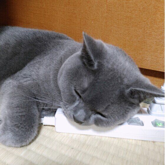 スコティッシュフォールドのまるくん