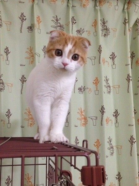 ケージの上にいる猫