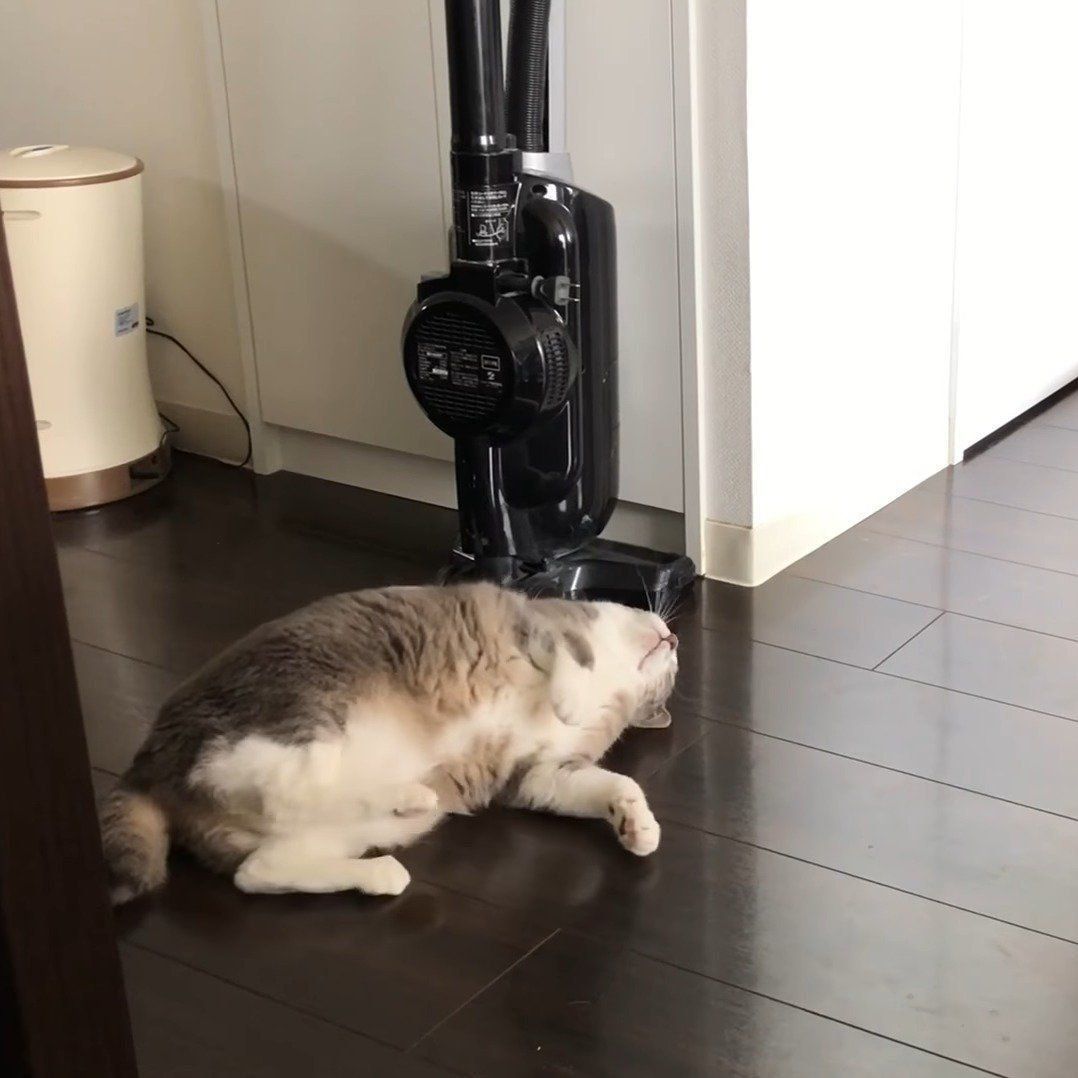 またたびでウットリする猫ちゃん