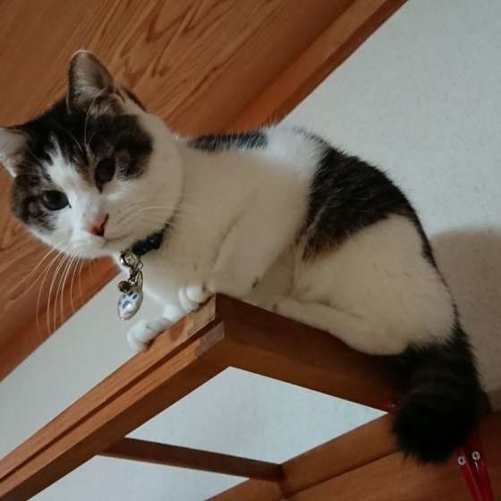 高いところに登る猫