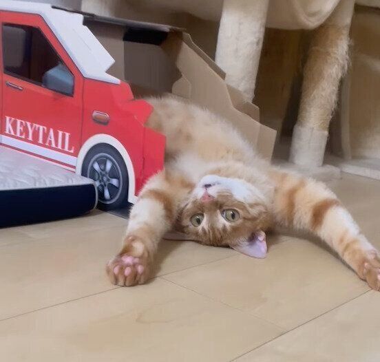 車型の爪研ぎハウスの中でヘソ天するうにくん