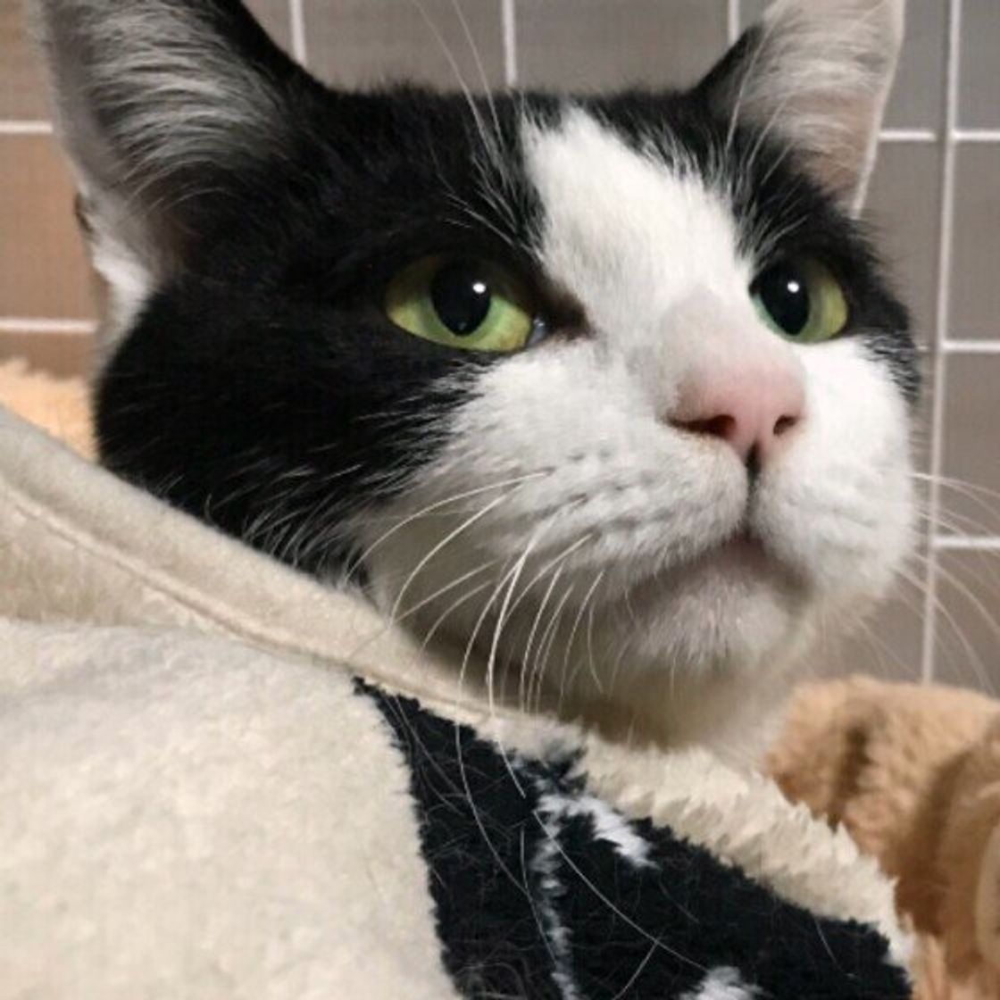 猫の白い毛 黒い毛の出方には 法則があった 白黒猫 の魅力 ねこのきもちweb Magazine 猫の白い毛 黒い毛の出方には 法則があった 白黒猫 の魅力 ねこのきもちweb Magazine