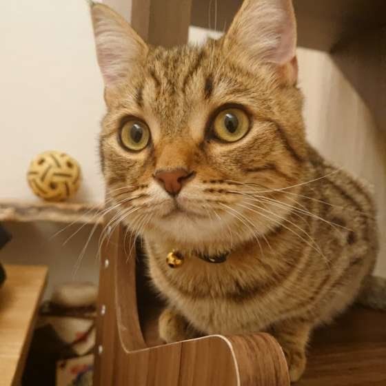 見つめるマンチカン