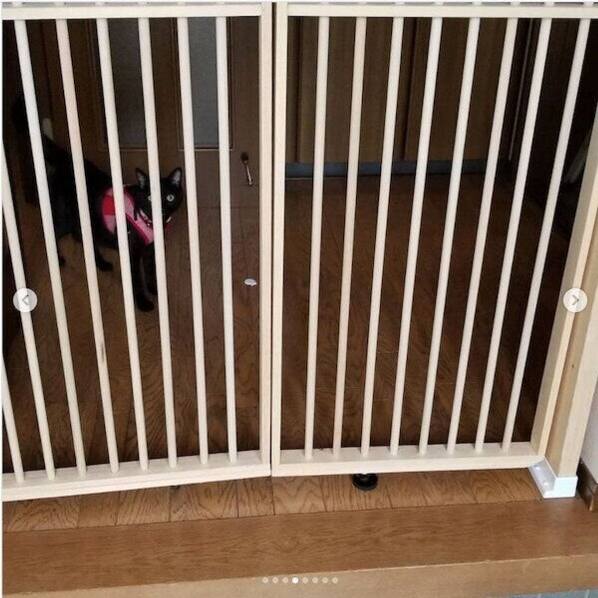 愛猫の安全のために Diy脱走防止柵 に挑戦した猫飼いさんの完成作品がスゴい ねこのきもちweb Magazine 愛猫の安全のために Diy脱走防止柵 に挑戦した猫飼いさんの完成作品がスゴい ねこのきもちweb Magazine