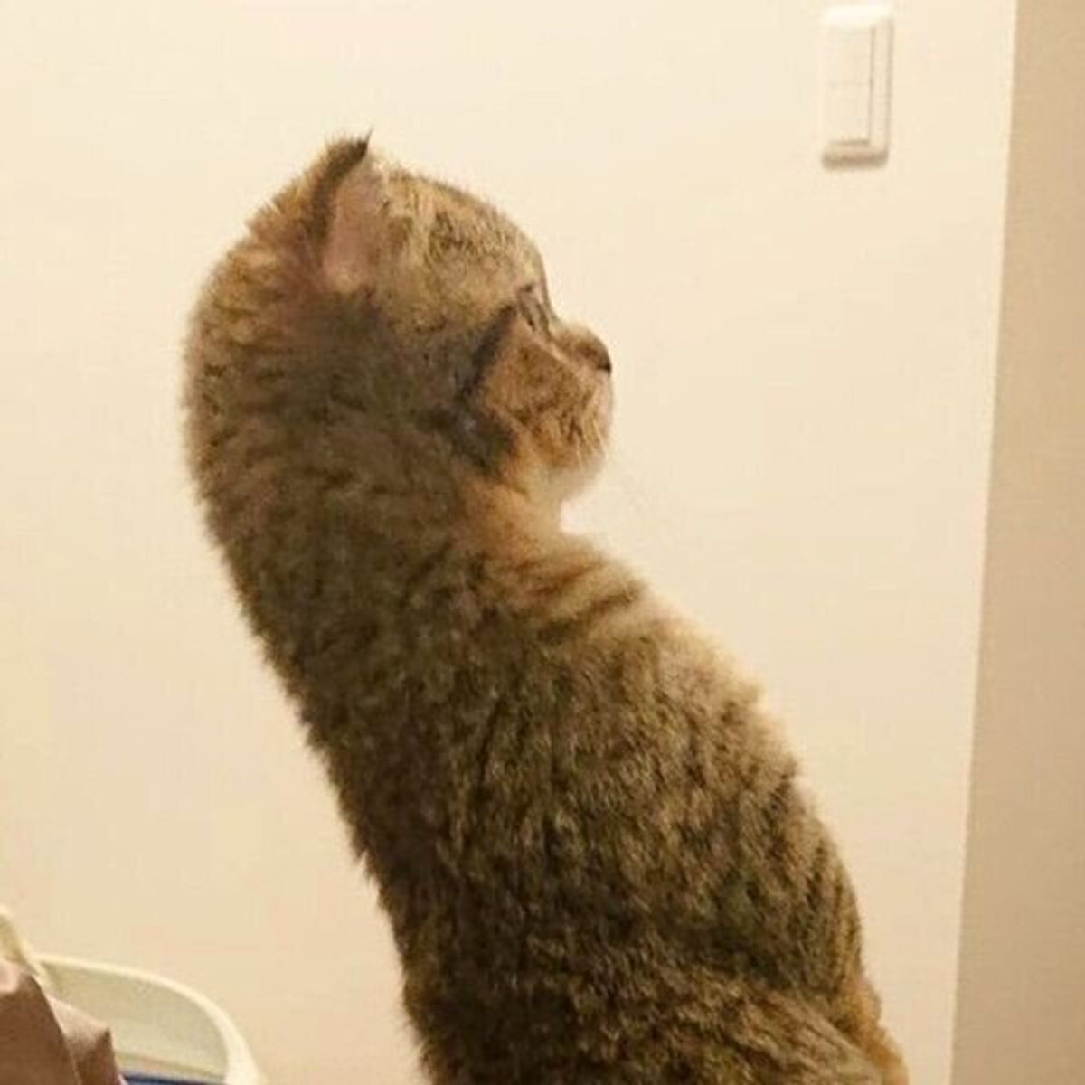 クセがスゴい 独特すぎる姿勢で立つ猫 に思わずツッコミたくなる ねこのきもちweb Magazine クセがスゴい 独特すぎる姿勢で立つ猫 に思わずツッコミたくなる ねこのきもちweb Magazine