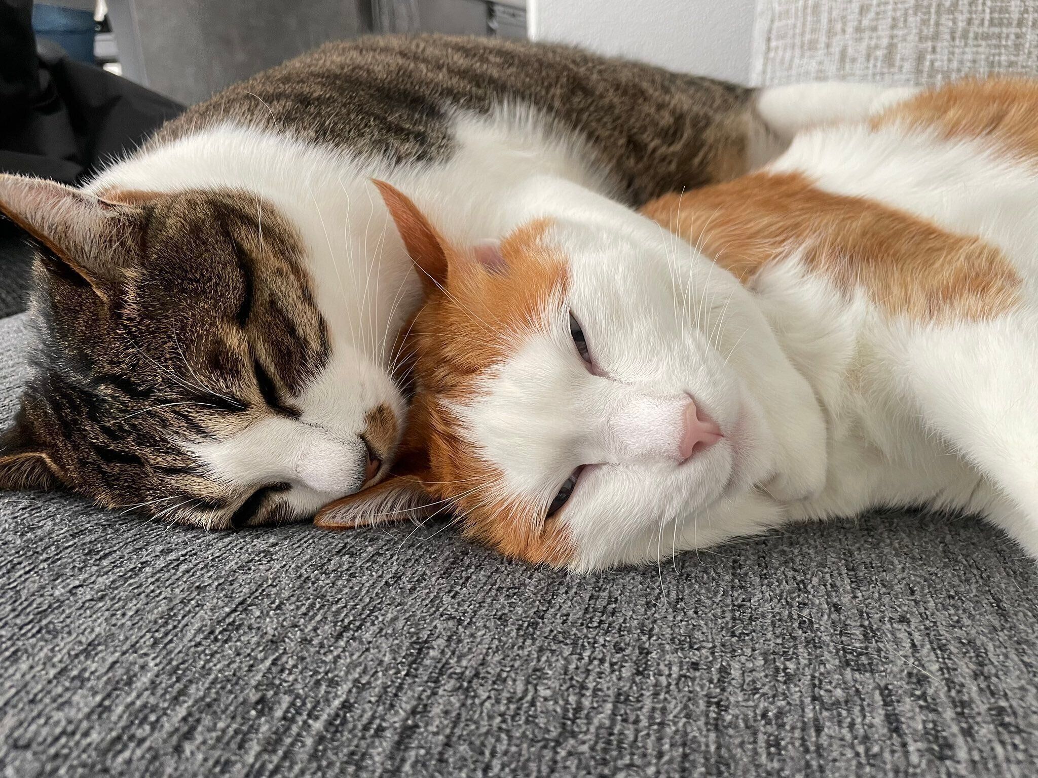 横になっている2匹の猫