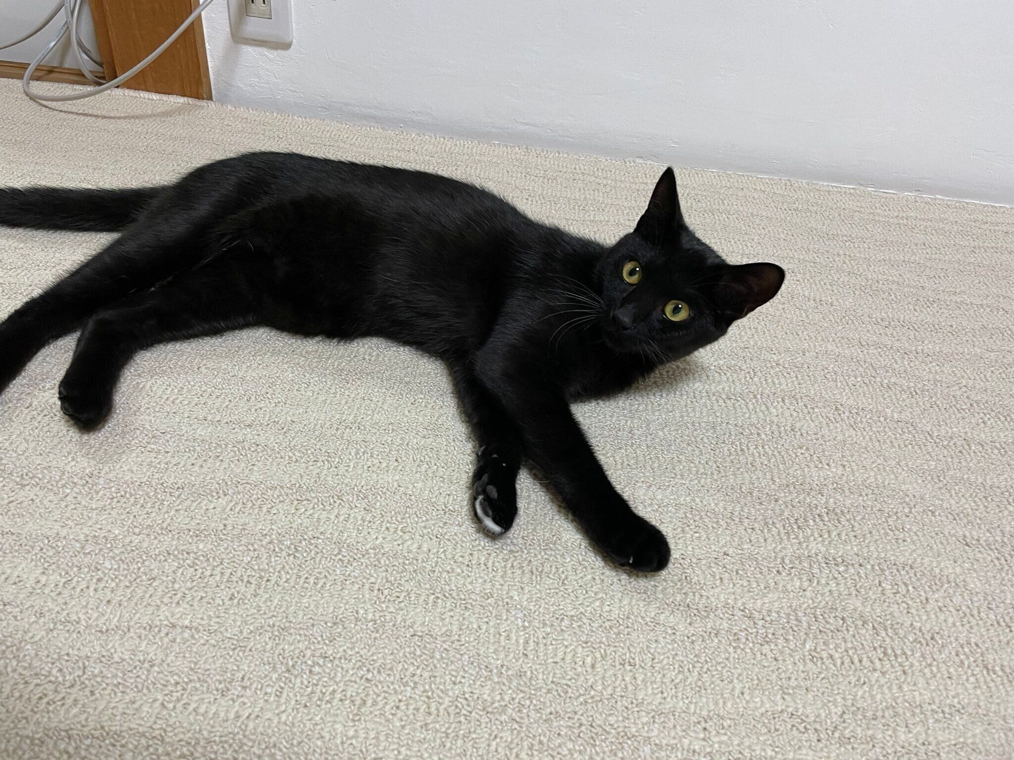 絨毯の上でゴロゴロするうにちゃん