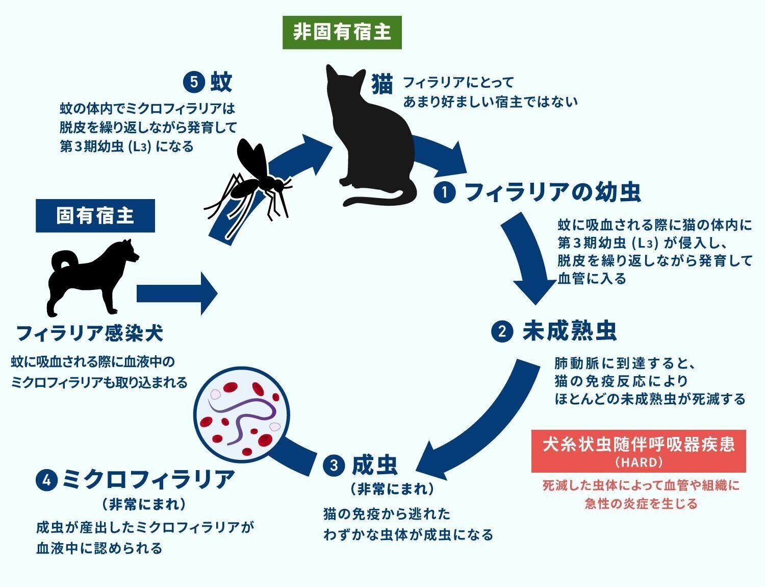 PR＞【愛猫のための寄生虫対策！第4回】猫のフィラリア症