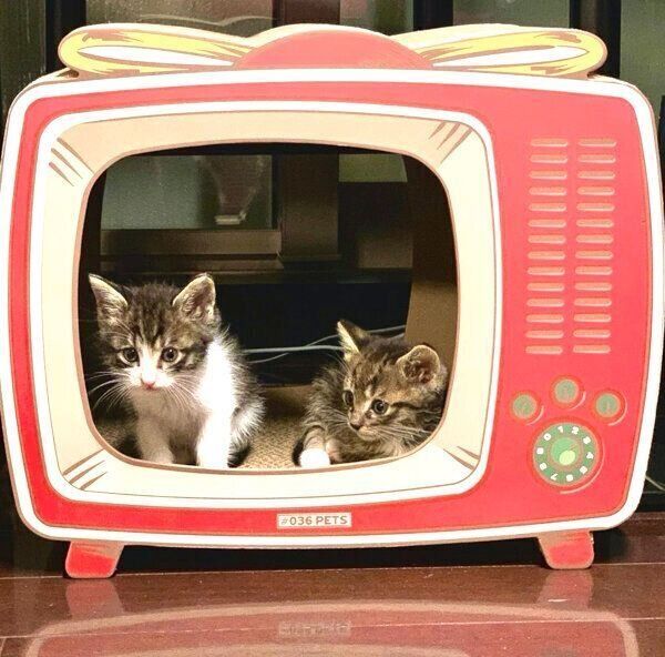 爪とぎ器の中でくつろぐアポロくん、オレオくん