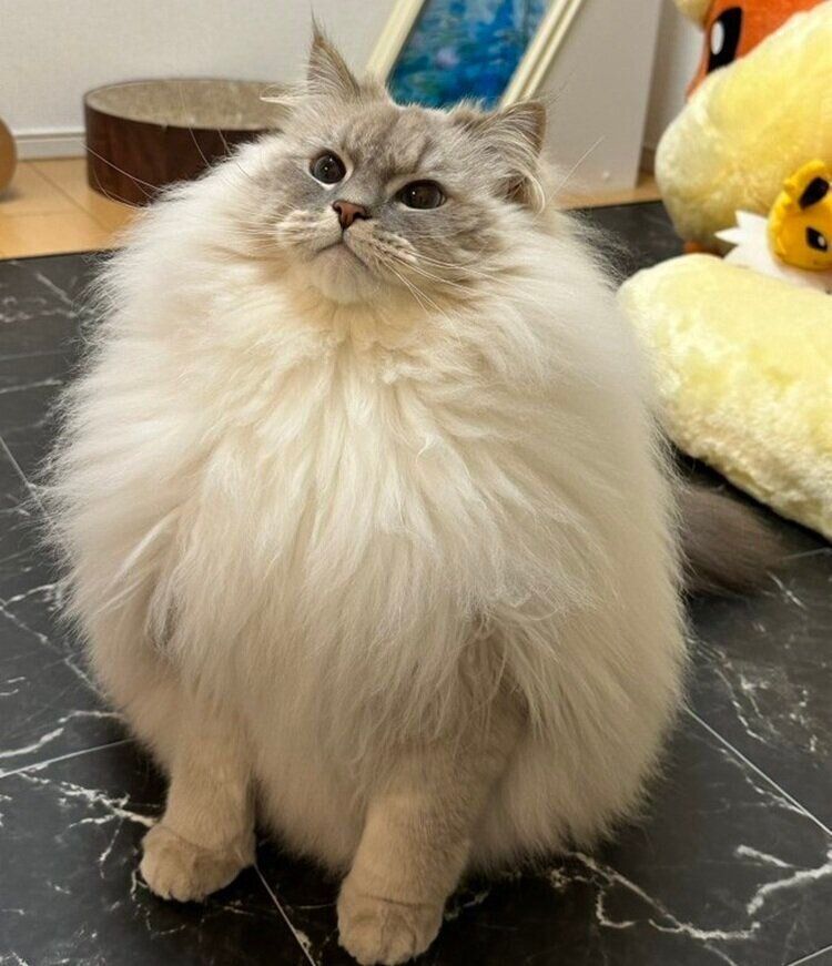 モフモフに成長した現在のいれぶんくん