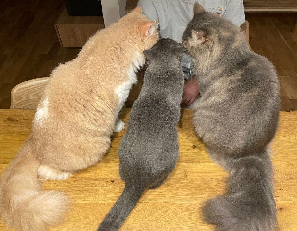 集合するグラくん、ジルくん、グリくん