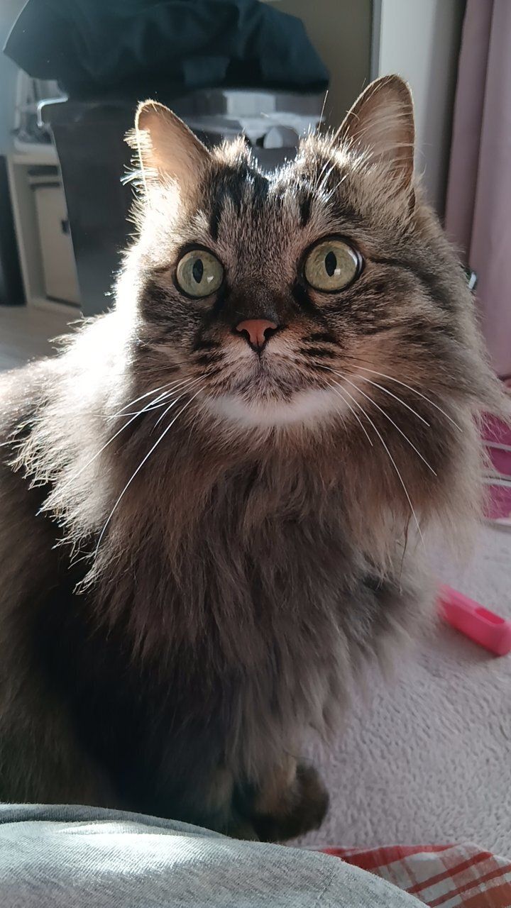 目を見開いている猫