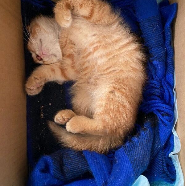 おなかを出して眠る金太郎くん