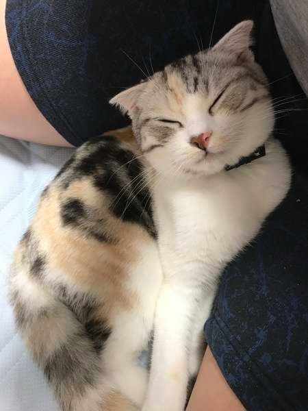 飼い主さんにすりすり