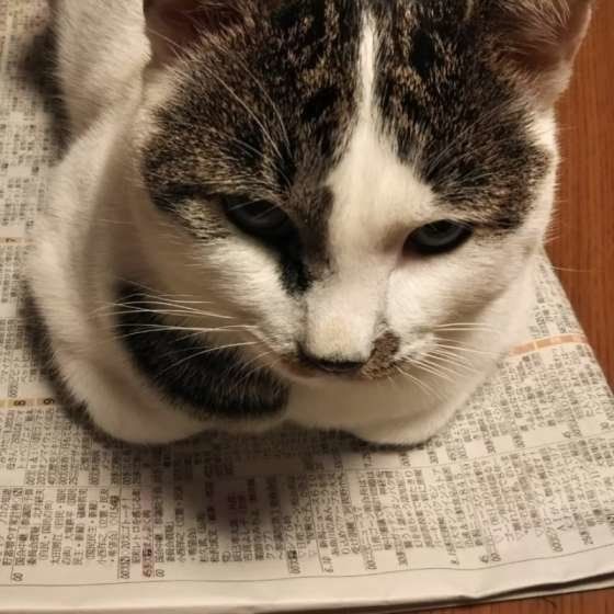 新聞の上でくつろぐ猫