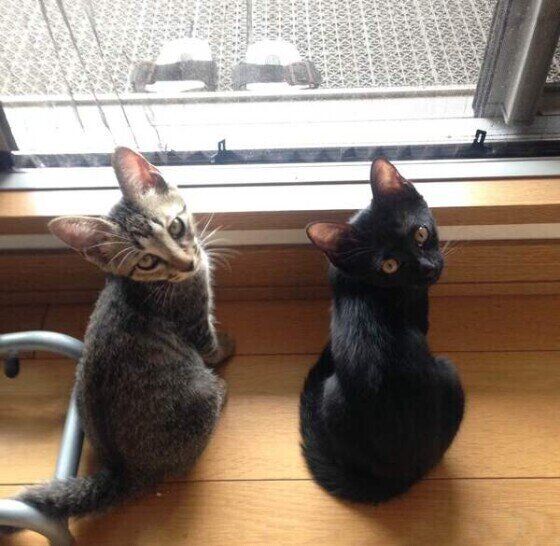 キジトラ猫と黒猫の兄妹