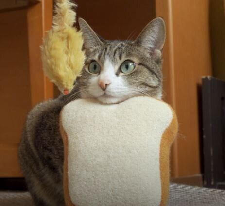 ねこ　おはぎちゃん