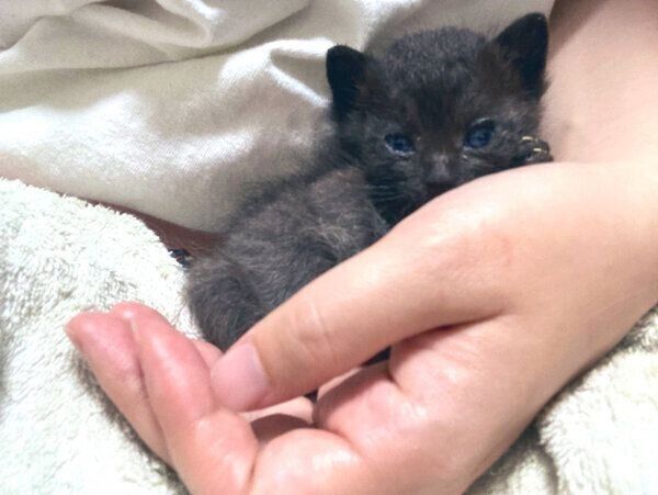 保護した頃のこぐまくん