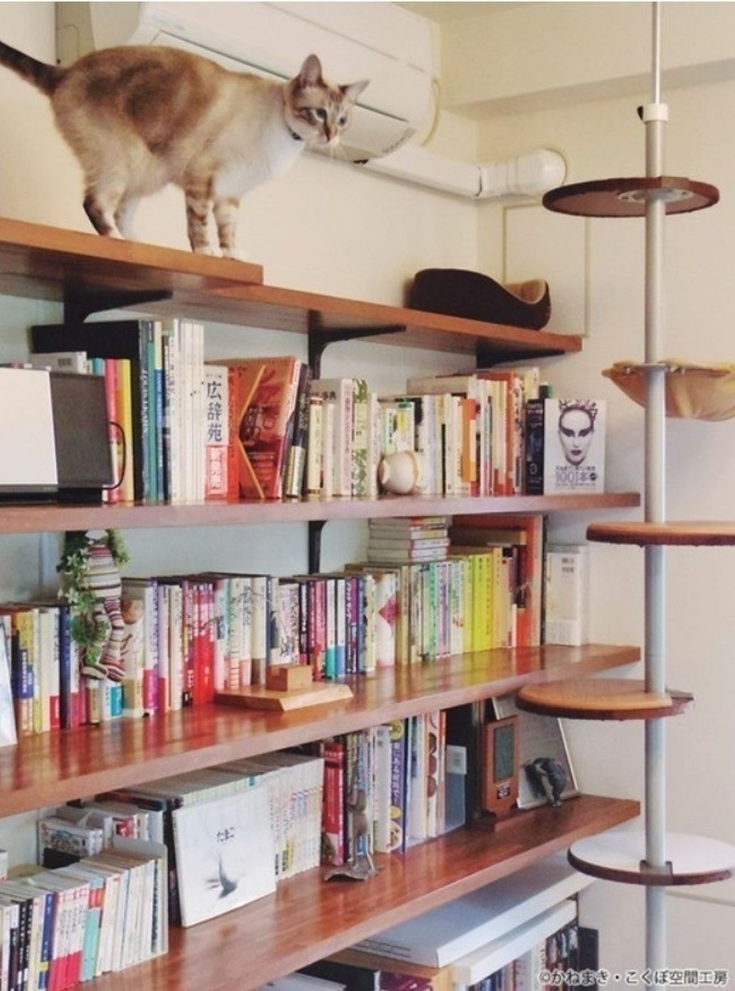 猫も人も過ごしやすい 快適な部屋のつくり方 4つのアイデア ねこのきもちweb Magazine 猫も人も過ごしやすい 快適な部屋のつくり方 4つのアイデア ねこのきもちweb Magazine