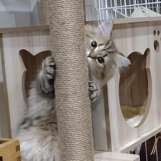 ペルシャのここちゃん