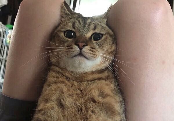 腹筋中の飼い主さんの足の間に挟まるみにらくん