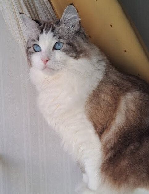 キャットタワーの上に座るラグドール