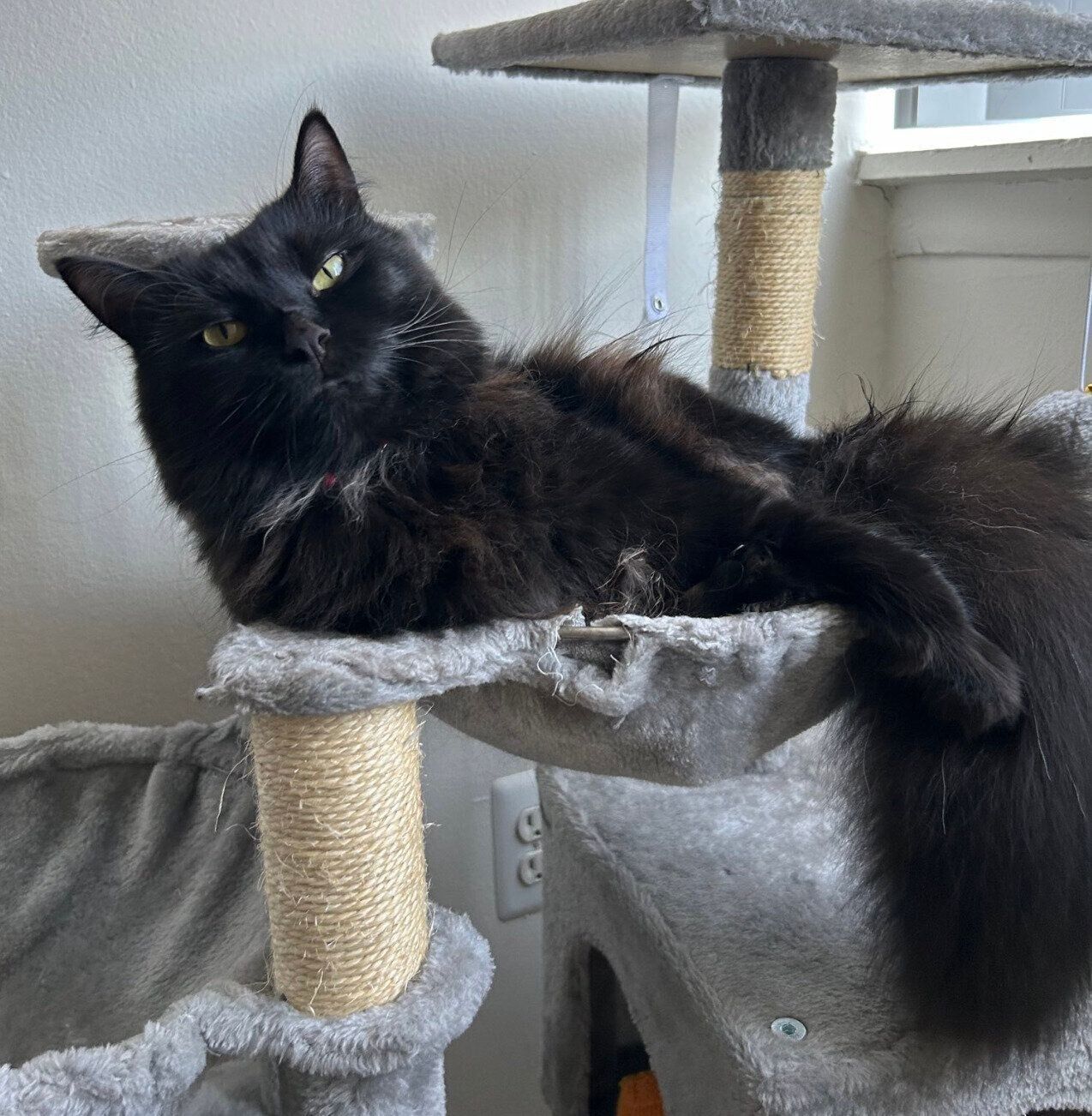 キャットタワーでまったりするコンパスちゃん