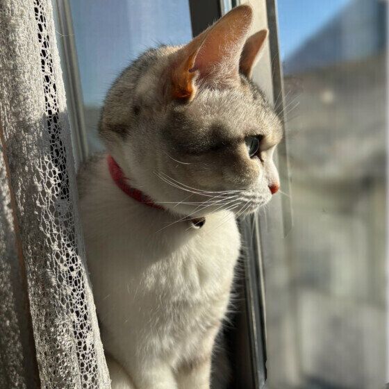 サバトラのココちゃん