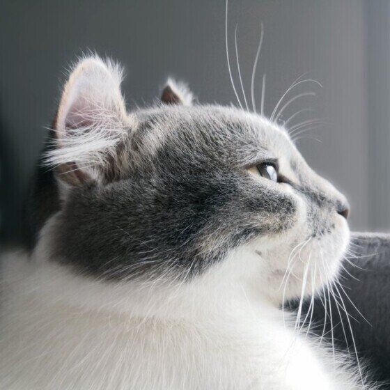 マンチカールのキトくん