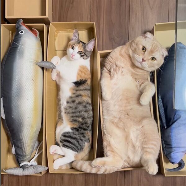 段ボール箱に入るすずちゃん、金太くん