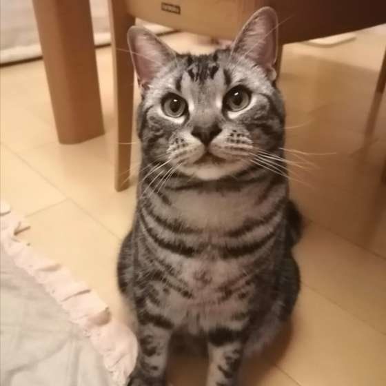 こちらを見上げるアメリカンショートヘア