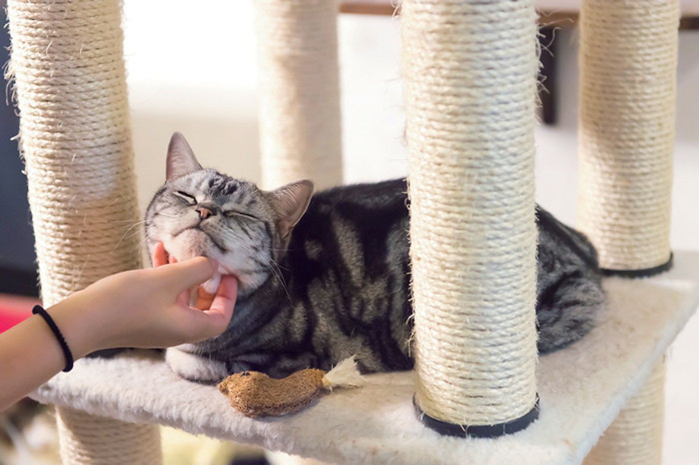 猫に会いに行こう ねこのきもちアプリユーザーが選ぶ人気の猫カフェ4 東京 ねこのきもちweb Magazine 猫に会いに行こう ねこのきもちアプリユーザーが選ぶ人気の猫カフェ4 東京 ねこのきもちweb Magazine
