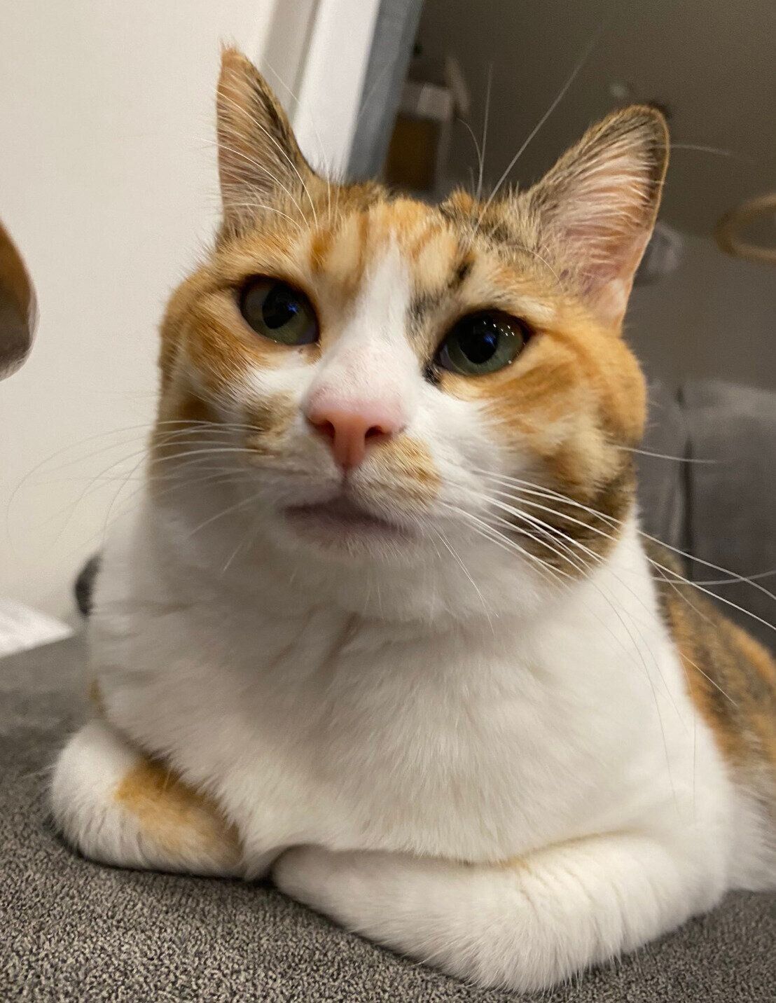 まったりするハナちゃん