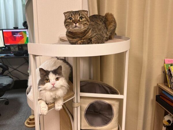 キャットタワーでくつろぐまつたけちゃん、おすしくん