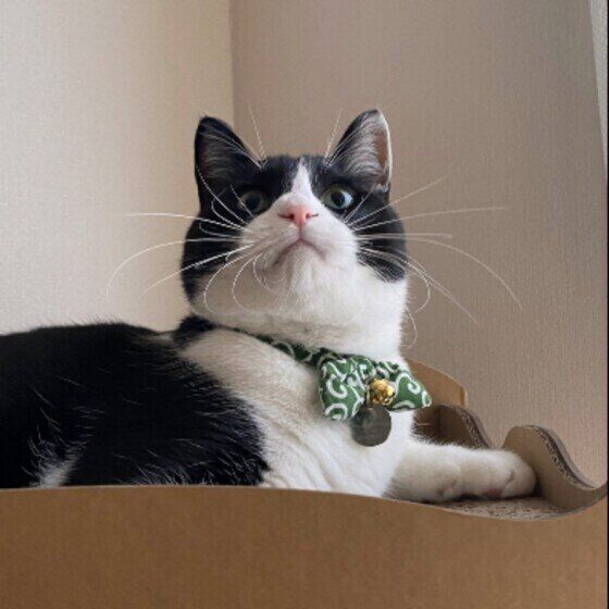 MIX（黒×白）のこんぶごはんくん