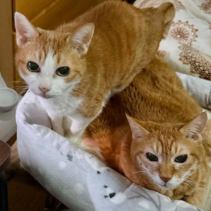 2匹の猫