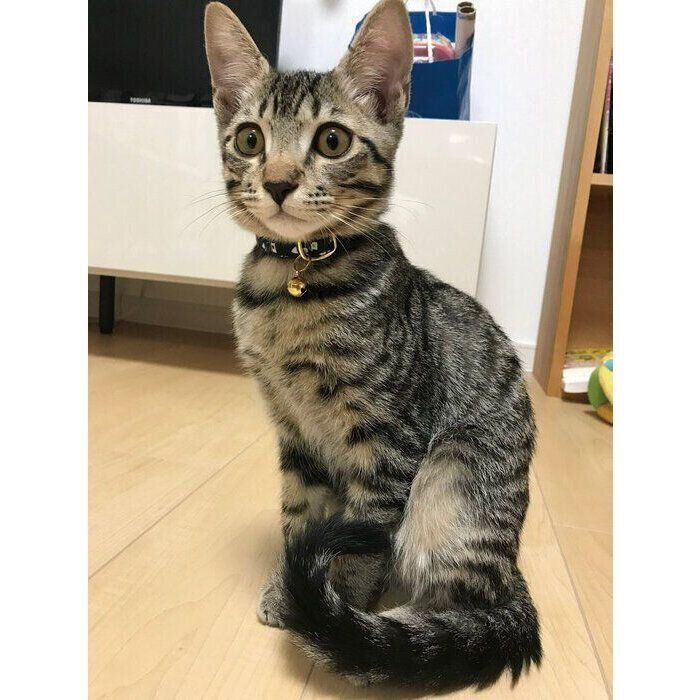 子猫時代のテトくん