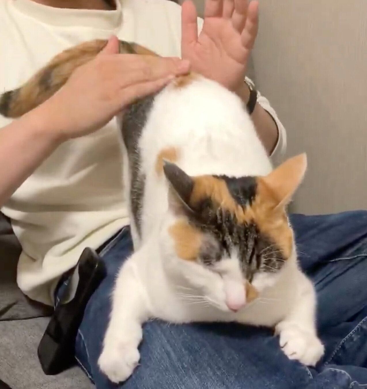 おしりトントンが好きなくるみちゃん