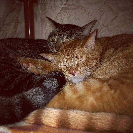 こたつの中で仲よく眠るリヒトくんとルクスちゃん