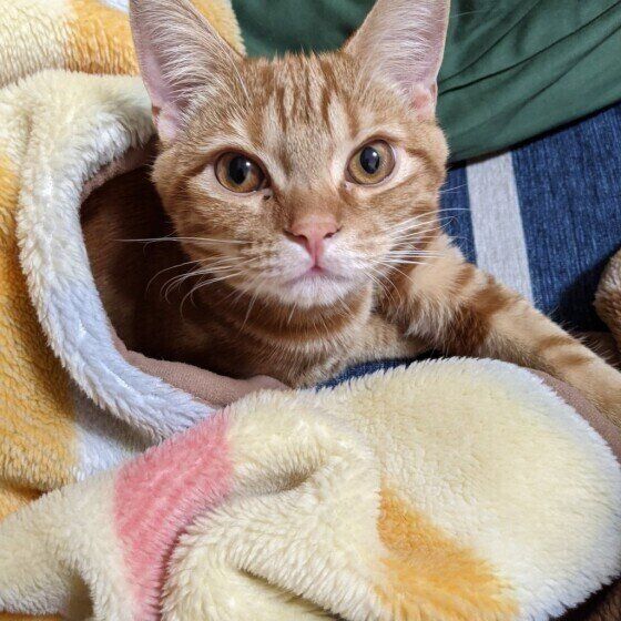 くつろぐスコティッシュフォールド