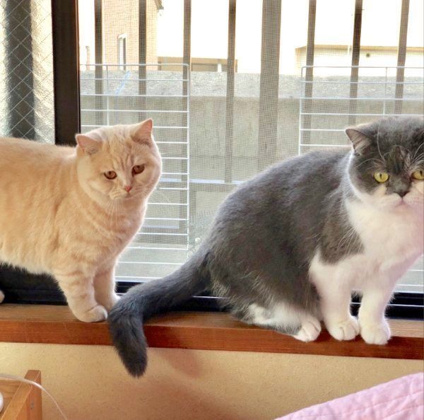 仲良しなブリティッシュショートヘア