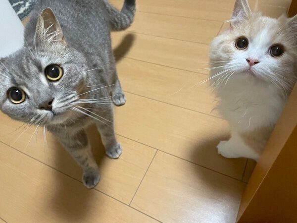 目をキラキラさせる凛太郎くんと和音ちゃん