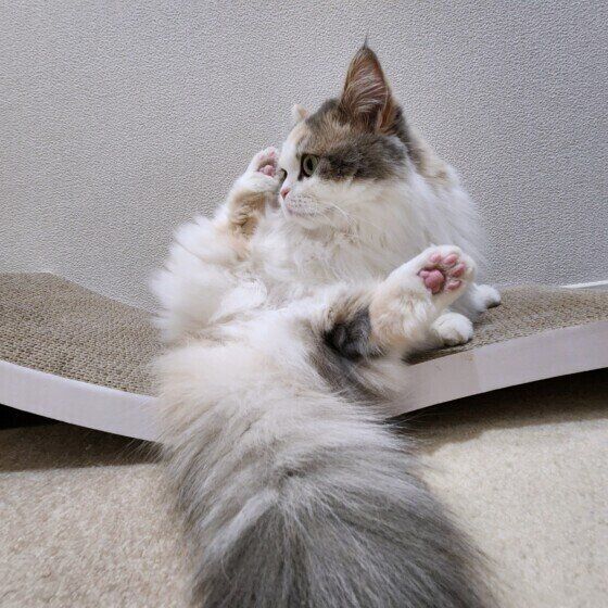 足を広げて座るミヌエットのラテちゃん