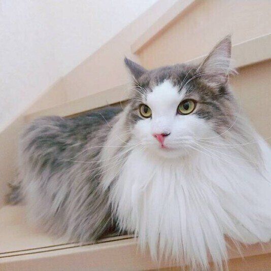 ノルウェージアンフォレストキャットの凪々翔ちゃん